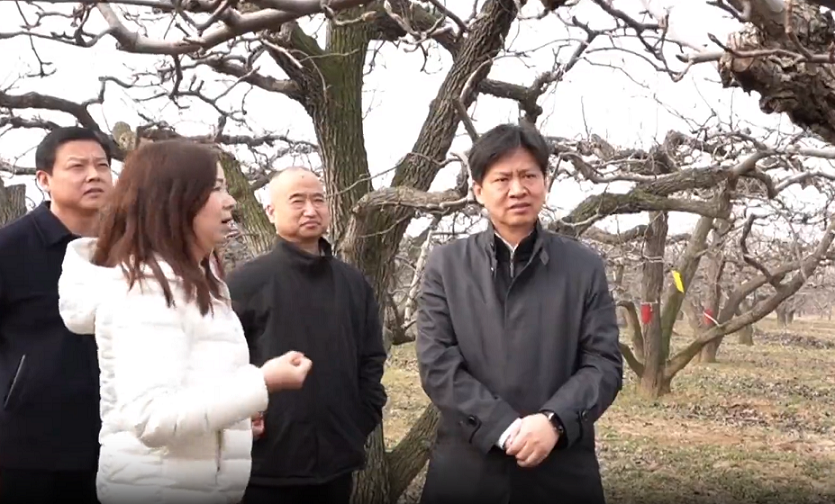 徐圣银专题调研梨果产业发展